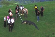 Un caimán de 3.6 metros mata a un septuagenario en Florida