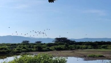 Venezuela alcanza el 5° lugar mundial en biodiversidad de aves