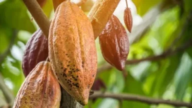 Aragua tendrá un diplomado para maestros cacaoteros y chocolateros