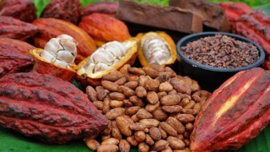 Cacao venezolano es premiado en el Salón del Chocolate de París