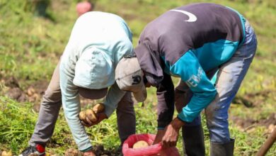 Garantizan 900 mil toneladas de hortalizas para la época navideña