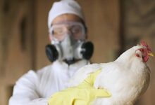 Puerto Rico investiga dos posibles casos de gripe aviar