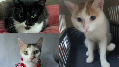 Los animales rescatados de los sismos buscan una familia