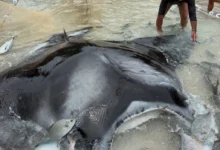 Pescadores en Brasil salvan a una enorme raya de más de mil kilos